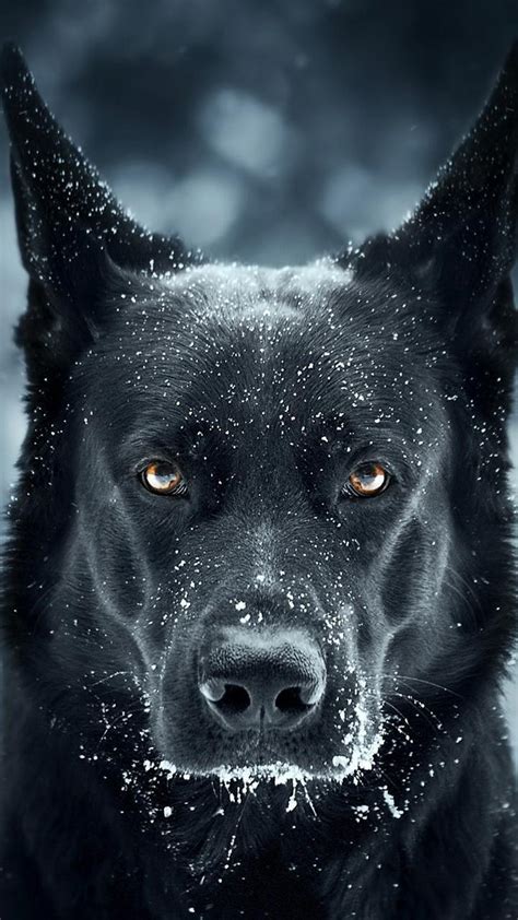 black dog wallpaper